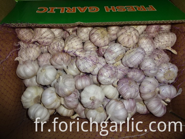 New Crop 2019 Normal Garlic